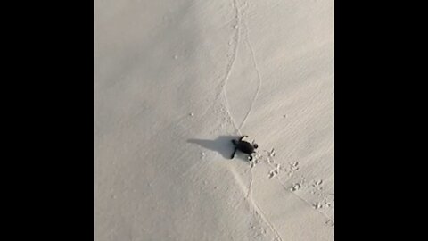 Baby Turtle First Steps