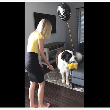 Jealous Saint Bernard steals owner's anniversary flowers