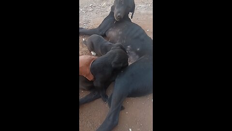 cute puppy drinking milk