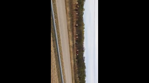 Big Dog Barks at Cows!