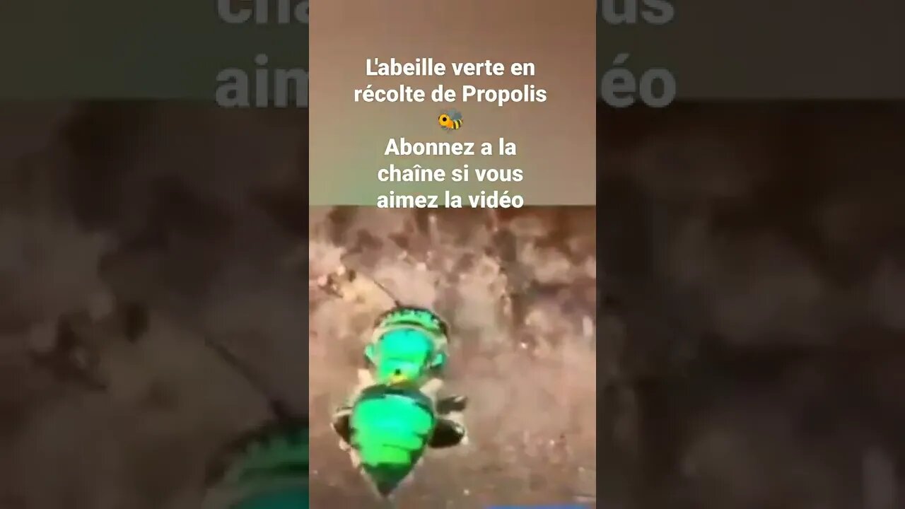 abeille verte en récolte de Propolis 🐝🐝😍