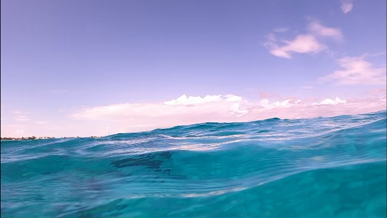 Majestic stingray