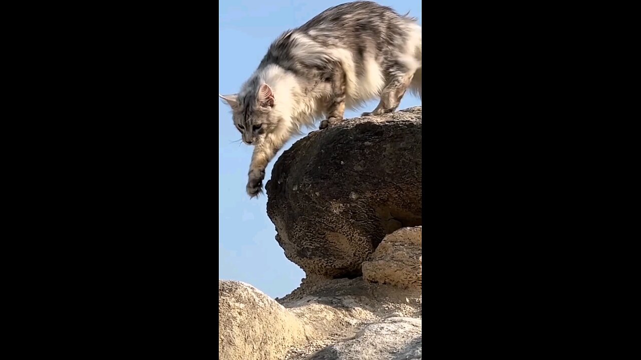 the cat of the kimg