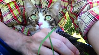 Cat Is Alarmed by a Barking Dog