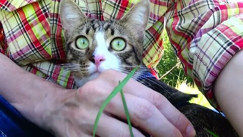 Cat Is Alarmed by a Barking Dog