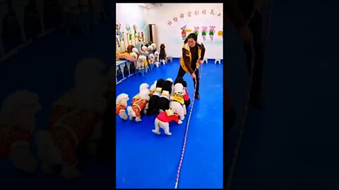 狗狗幼稚園真好玩＃Shorts#Dog#狗狗