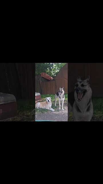 Dogs Enjoy A Summer Breeze