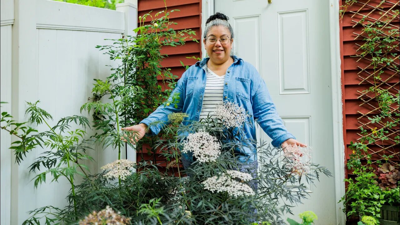 Elderberries in the Secret Garden