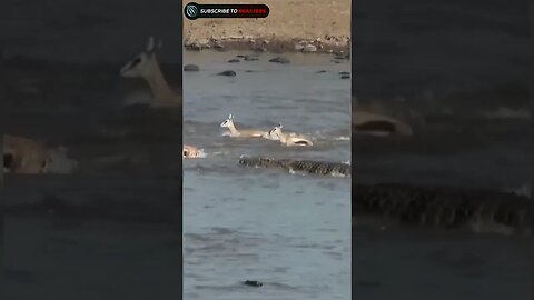 Crocodile attack on Impala