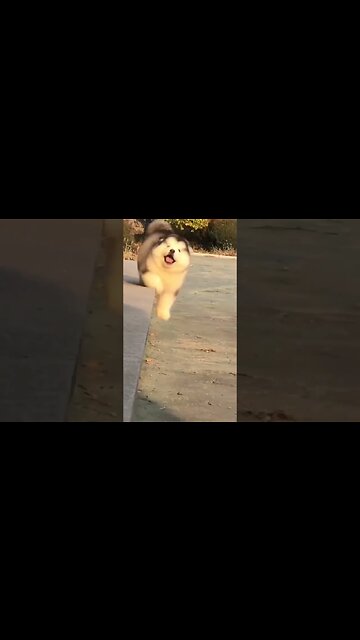 The cutest thing you’ll see today 😄 #shorts #foryou #viral #xyzbca