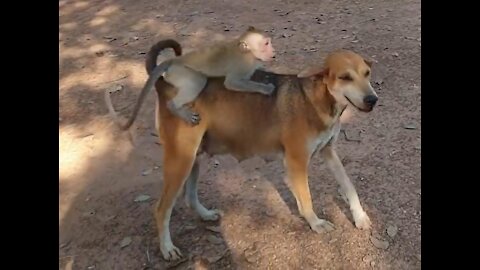 A MONKEY RIDES ON ADOG.