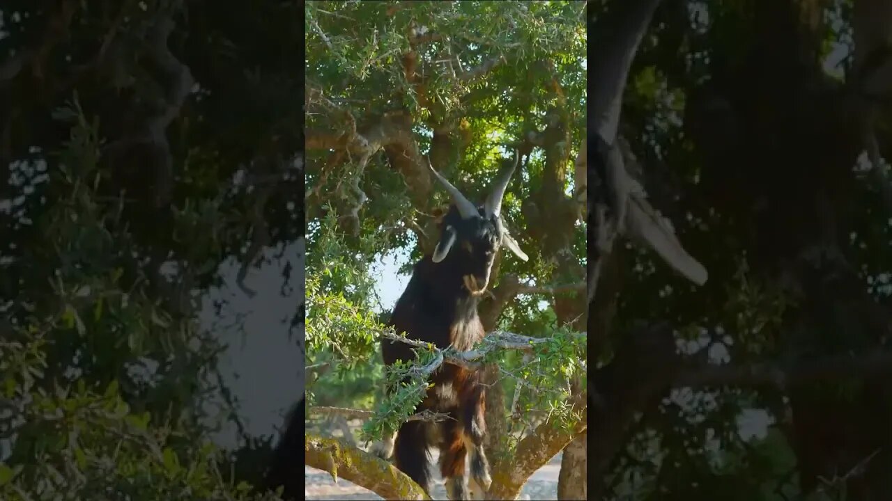 Moroccan Goats Climb Tree #shorts #short