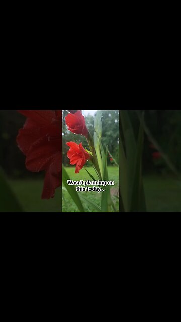 NOT in THE PLANS TODAY!!! #rainfall #soundsofnature #flowers