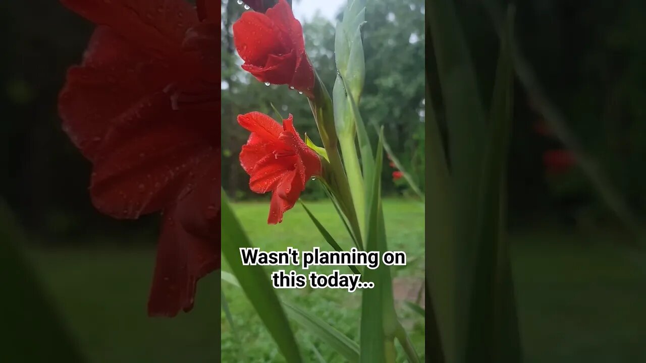 NOT in THE PLANS TODAY!!! #rainfall #soundsofnature #flowers