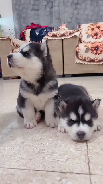 😵😵‍💫Badass puppies 😡😠😓☹️.