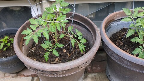 My tomato plants