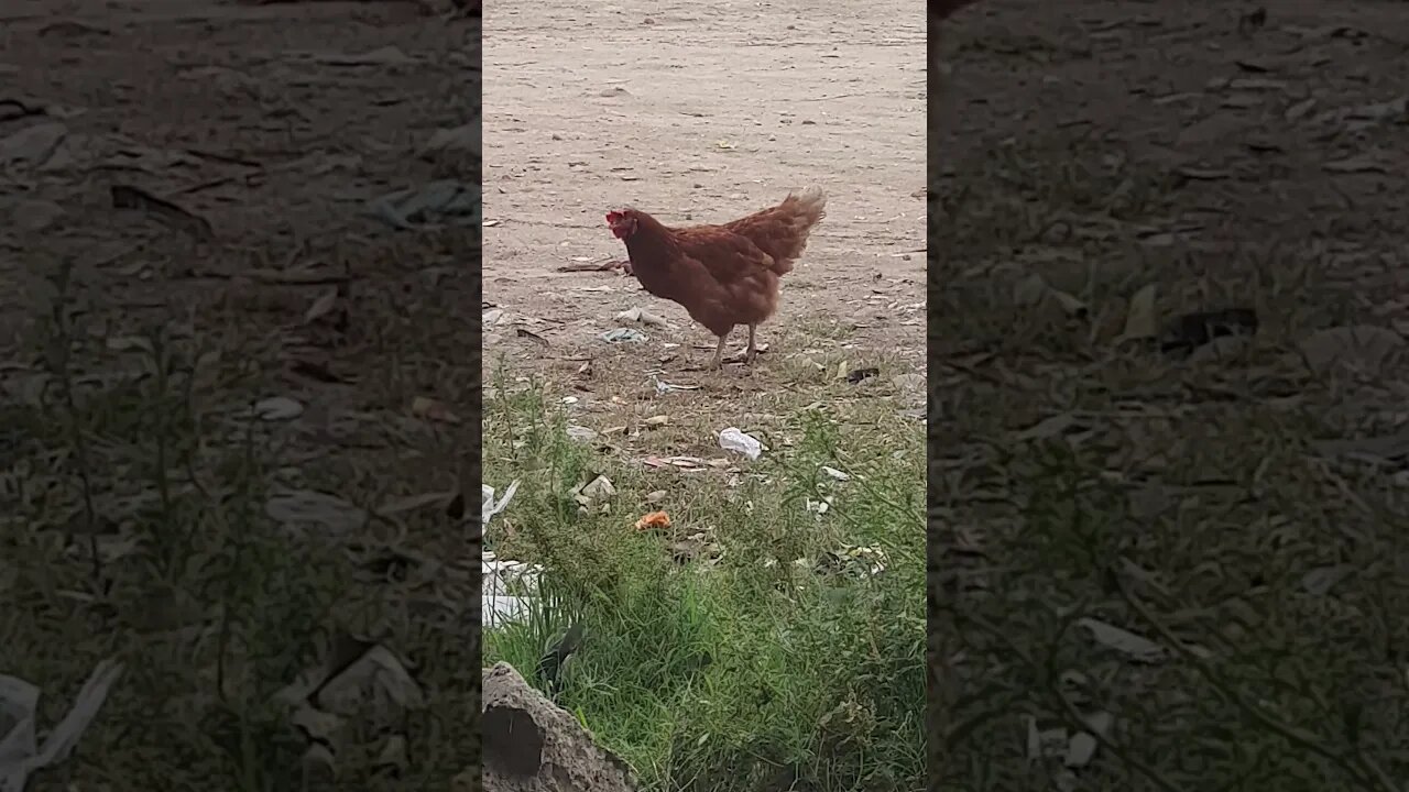 #hen#murgi#naturelovers #nature vlogs video