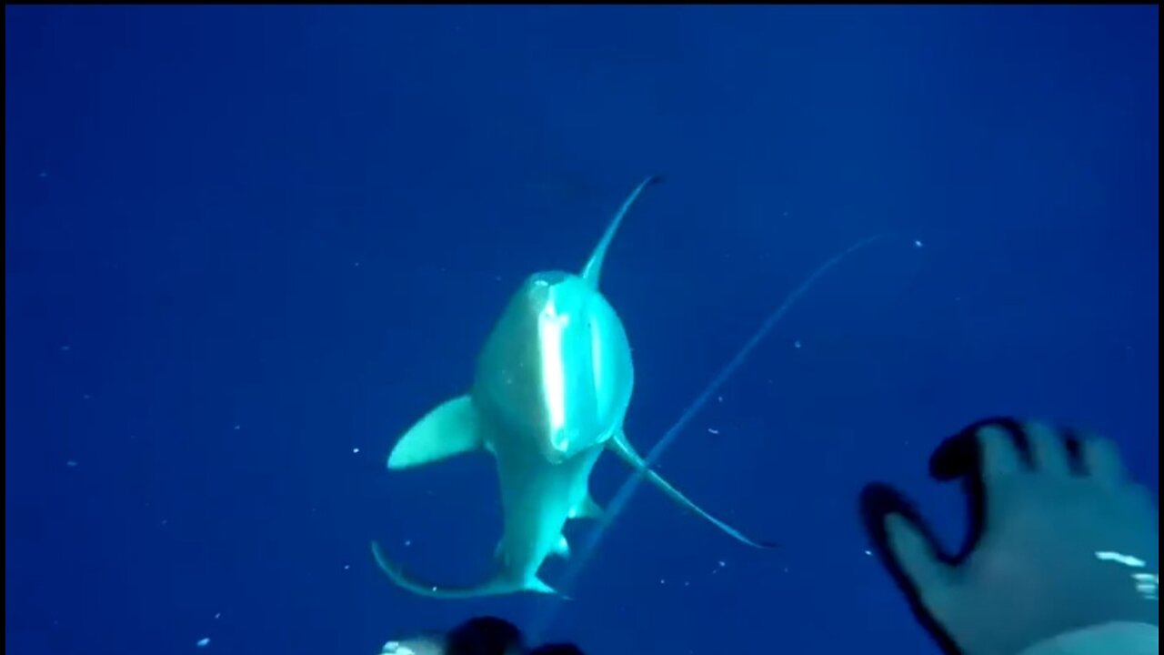 Shark attacks a spearfisher, the video is amazing.