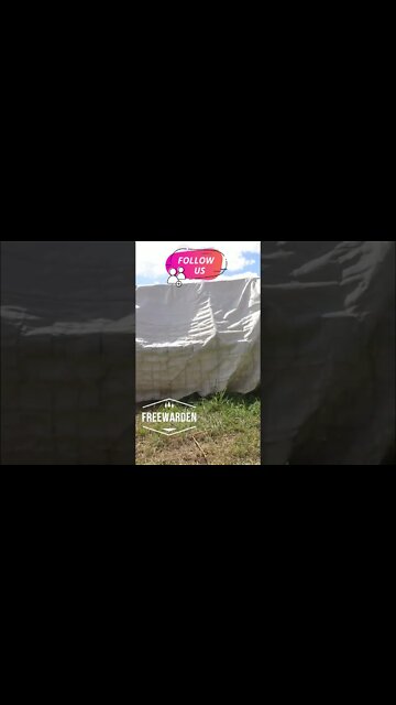 Cornish Cross Move To New Grass Before Butchering. 🐓☺️ #shorts #cornishcrosschicken #farm