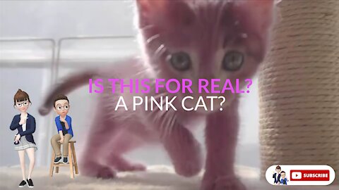 Cute pink cat. Is this for real?