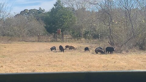 Feral Pigs