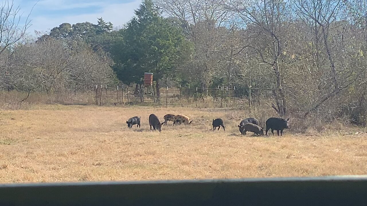 Feral Pigs