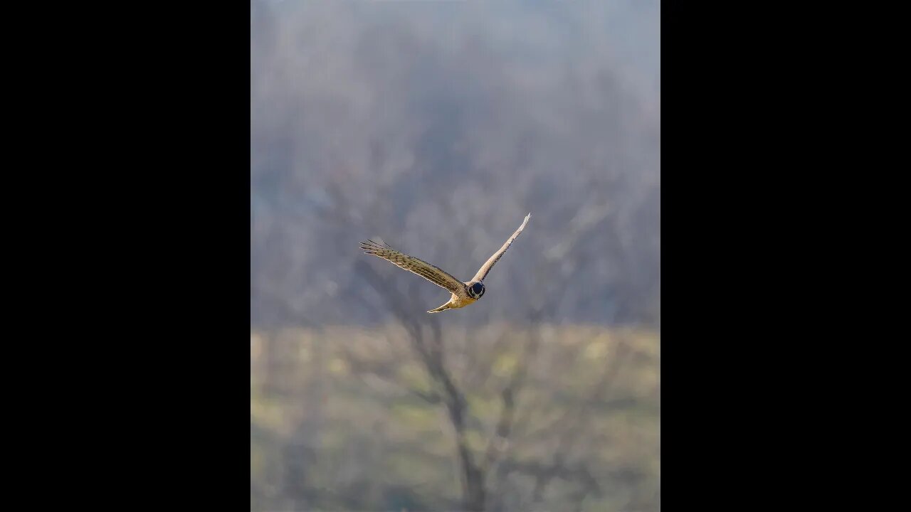 Northern Harrier Riding the Wind, Sony A1/Sony Alpha1