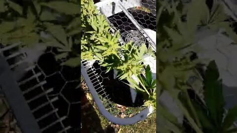 The good trimmer broke this one is sucky #shorts #sfmcollective #weed #cannabis #plants #notme