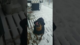 Rottweiler Let It Snow 🎄🎁 #rottweiler #shorts