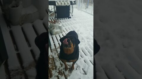Rottweiler Let It Snow 🎄🎁 #rottweiler #shorts