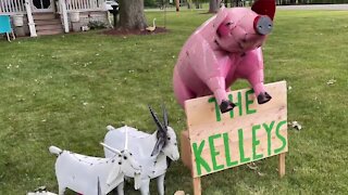 The Kelleys have already placed the pig back in their front yard.