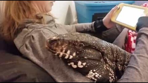 Lagarto amigável só quer um pouco de carinho