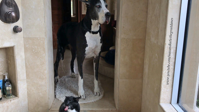 Great Dane impatiently waits for cat to finish shower