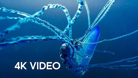 The Deadly Portuguese Man O' War | 4KUHD | Blue Planet II | BBC Earth