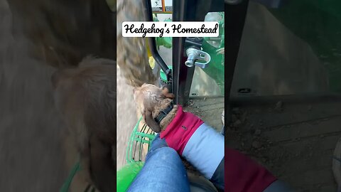 Norman goes for a ride