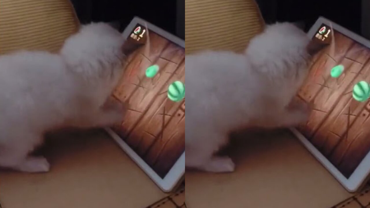 AMAZING cat plays video game!
