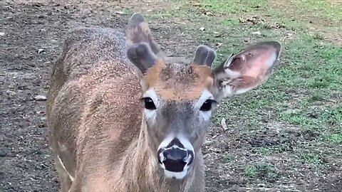 In the Beginning! Watching Deer Antlers Grow!