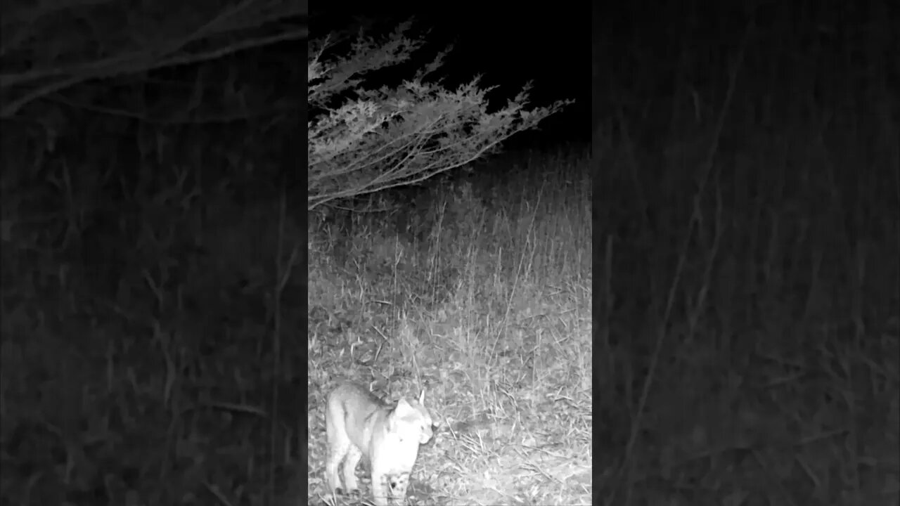 Bobcat SHOWED Up On The PROPERTY!!!