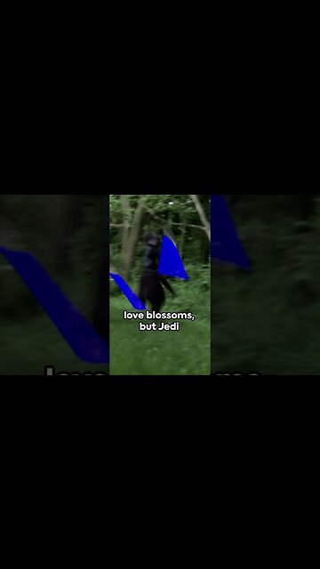 Attack of the Clones: A Quick Dive #StarWars