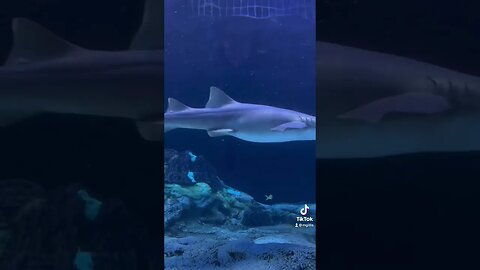 Great day @seaworldorlando. #Seaworld #Fun #Florida