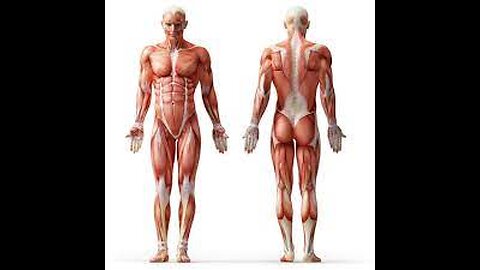 What makes muscles grow