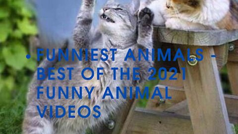 Funniest Animals - Best Of The 2021 Funny Animal Videos!