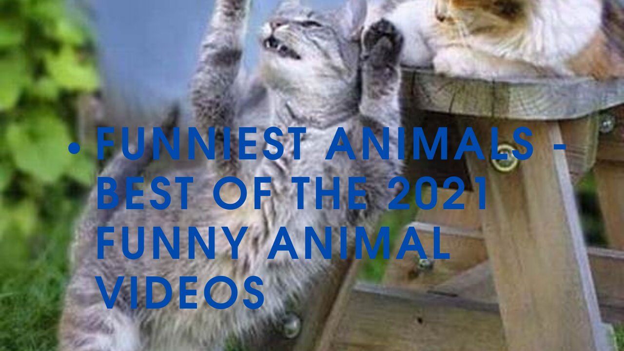 Funniest Animals - Best Of The 2021 Funny Animal Videos!