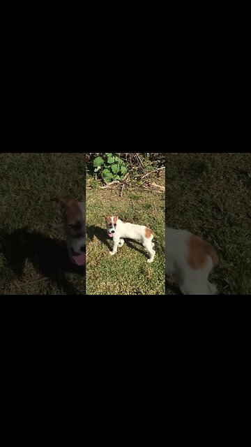 Sheep talks back to dog #viral #shorts