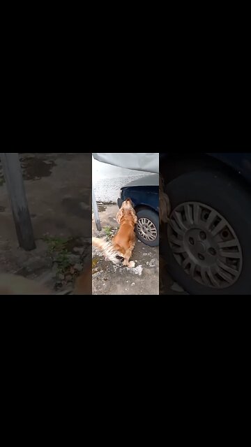 #dogshow , #animals , #dogs , #shorts