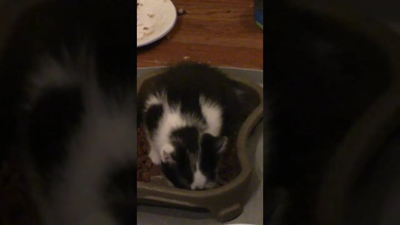 This Is How Carlisle The Kitten Eats #Shorts 😺