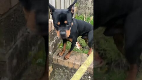 Cute dog goes for a walk😱🐶 (Vol.2) #shorts #short #viral #trending