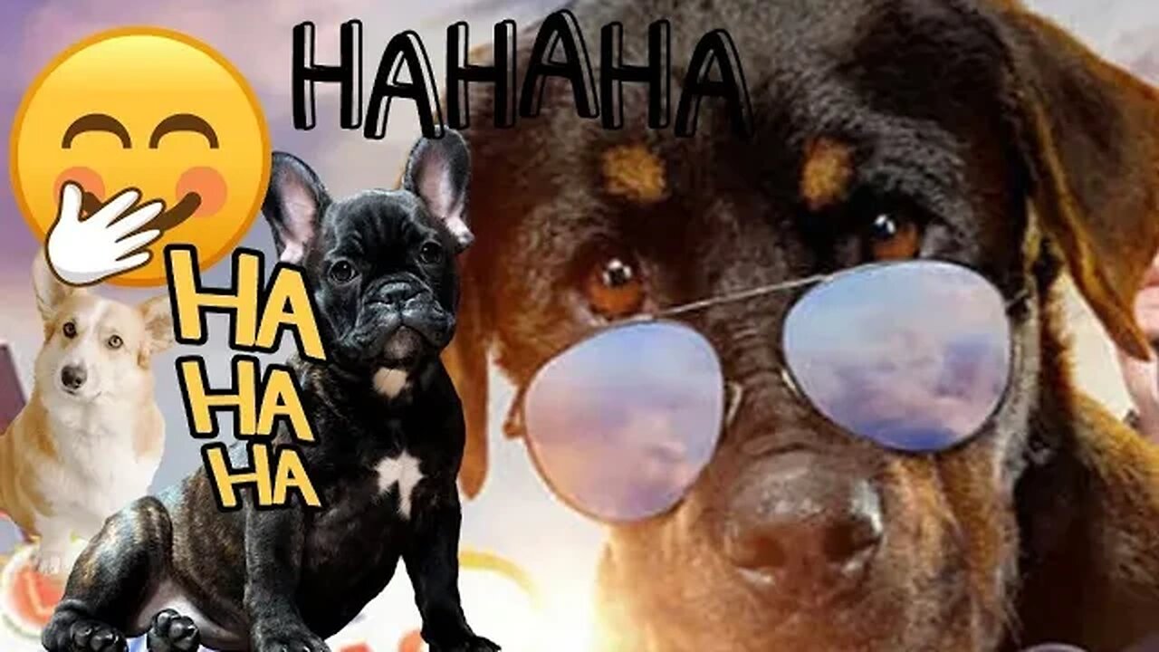 ERA UMA VEZ OS CACHORROS E O ESPELHO - TEMOS MAIS DE 160 VIDEOS PARA VOCÊ RIR✅