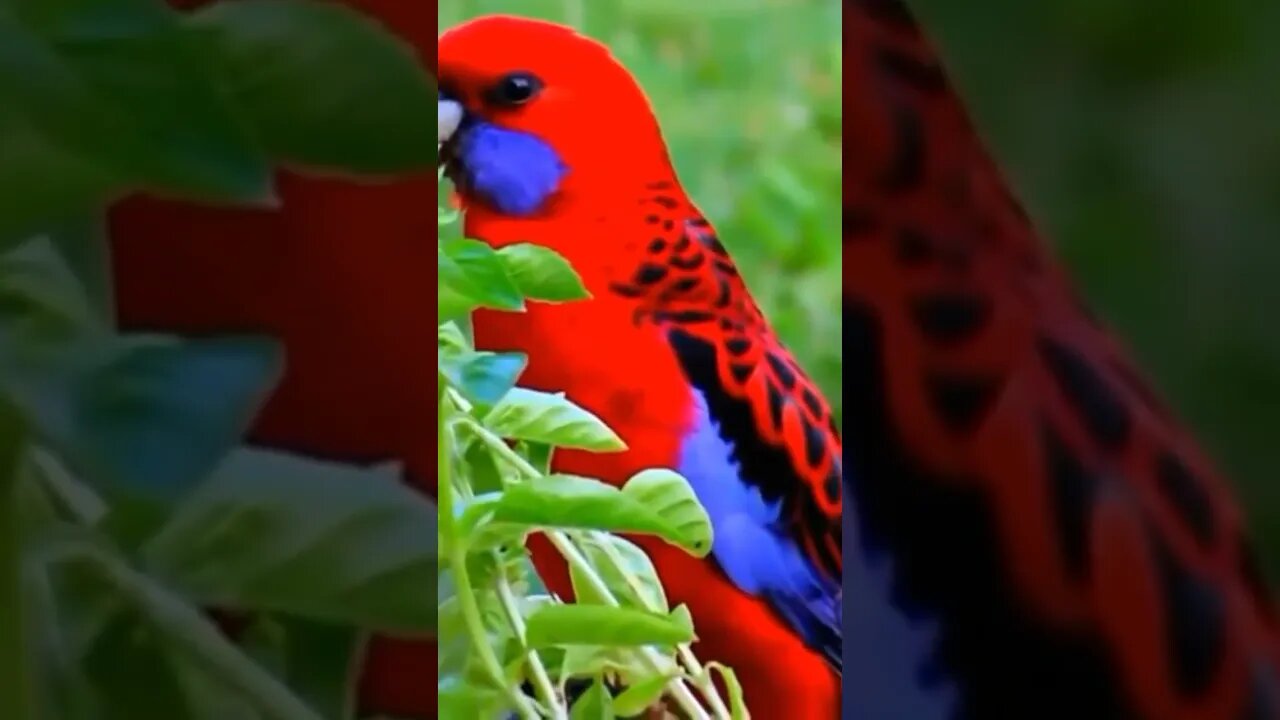 Colorful birds #birds #shorts #viral