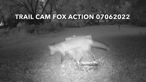 Trail Cam Fox Action 07062022